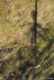 cunninghamia lanceolata