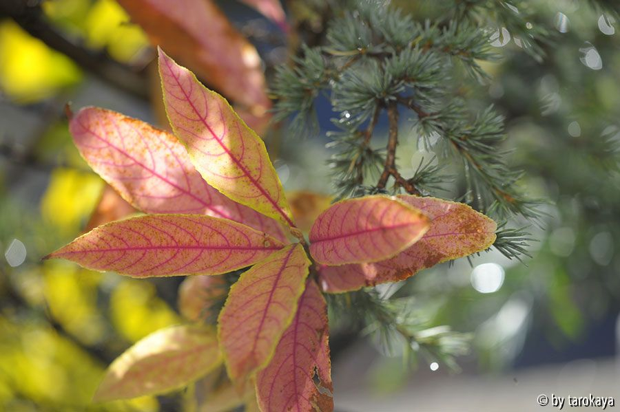 callicarpa kwangtungensis nov
