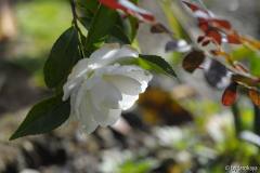 early pearly blüte3 nov14
