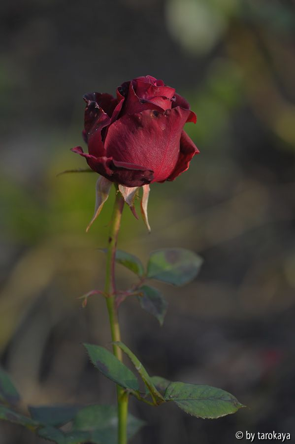 black baccara nov14