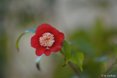 bokuhan2 nov14