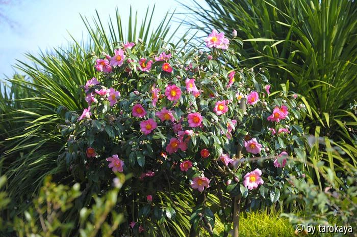 pink granthamiana ganz PL okt14