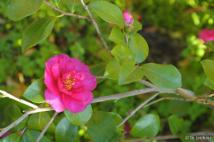 bonanza blüte nov14