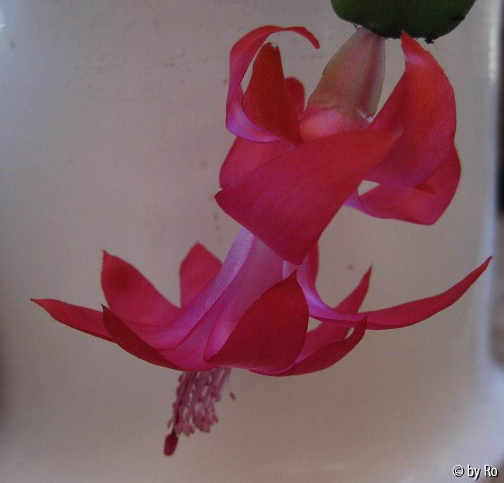 Schlumbergera von Klio?