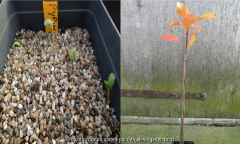 Pyrus pyrifolia Season 1