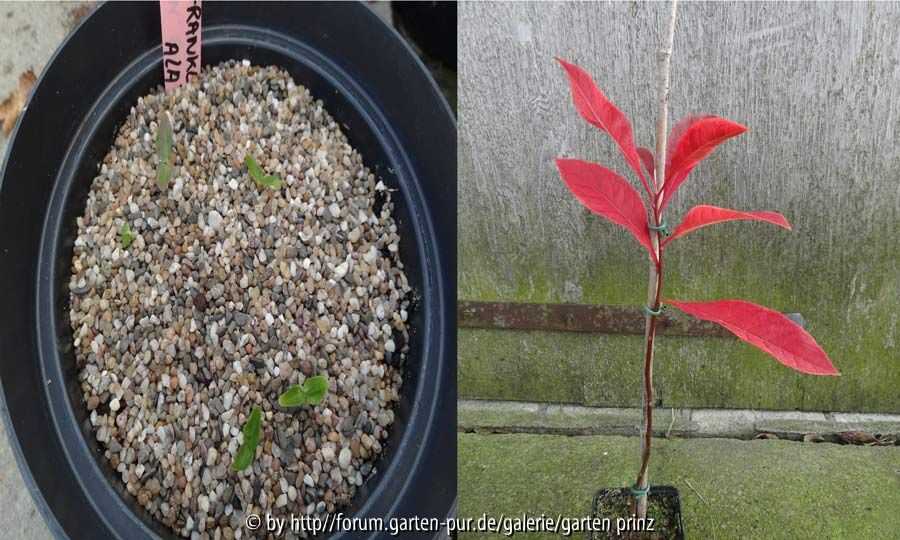 Franklinia alatamaha Season 1