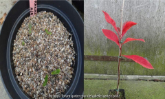 Franklinia alatamaha Season 1