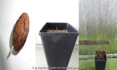 Carya illinoinensis Season 1
