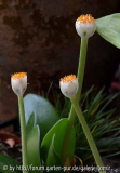 Haemanthus albiflos 14-11-24.jpg