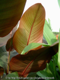 Canna 'Russian Red'