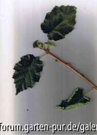 Türkischer Baumhasel Corylus colurna
