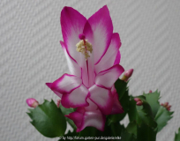 Weihnachtskaktus pink-weiß3.jpg