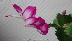 Weihnachtskaktus pink-weiß2.jpg