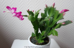 Weihnachtskaktus pink-weiß1.jpg