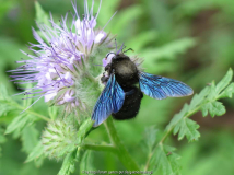 Holzbiene auf Phacelia