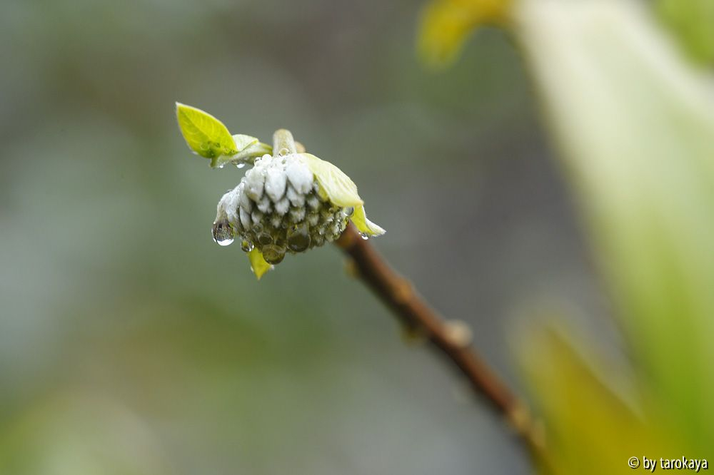 edgeworthia orange knospen dez14