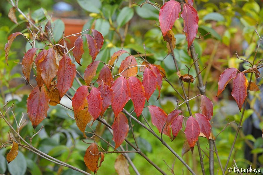 cornus milky way dez14