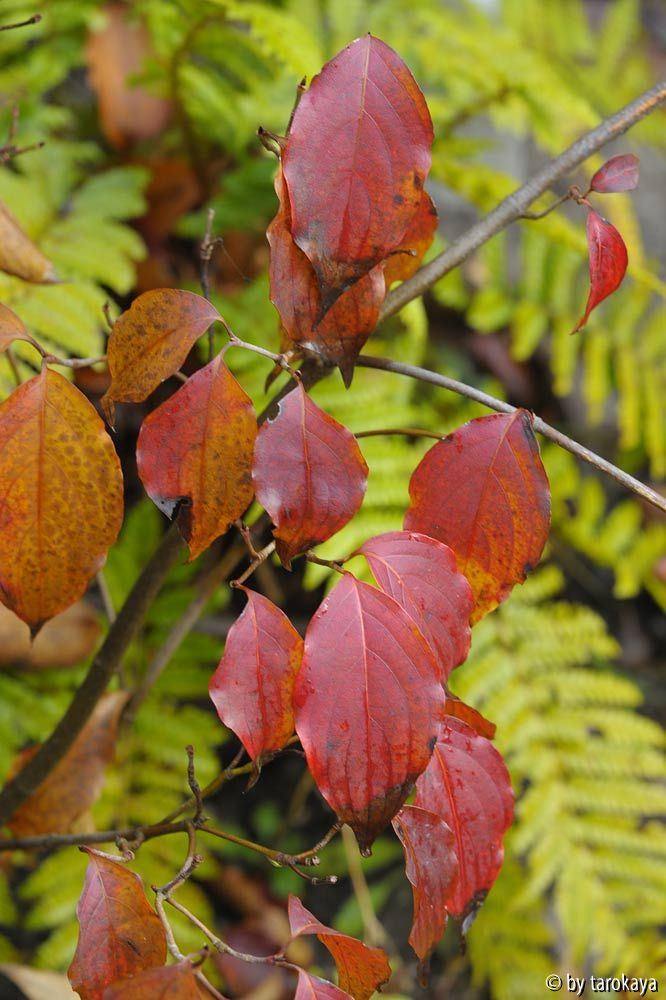 cornus milky way2 dez14