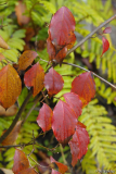 cornus milky way2 dez14