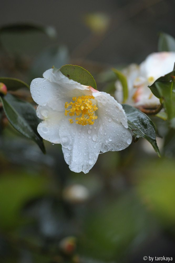 cornish snow2 dez14