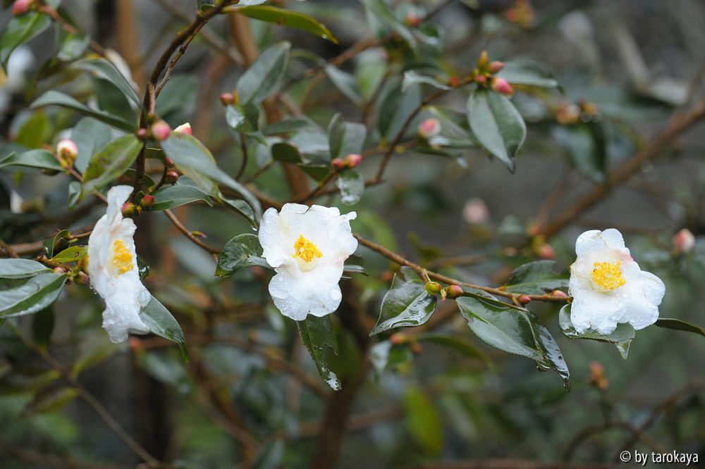 cornish snow zweig dez14