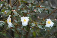 cornish snow zweig dez14