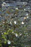 cornish snow ganz dez14