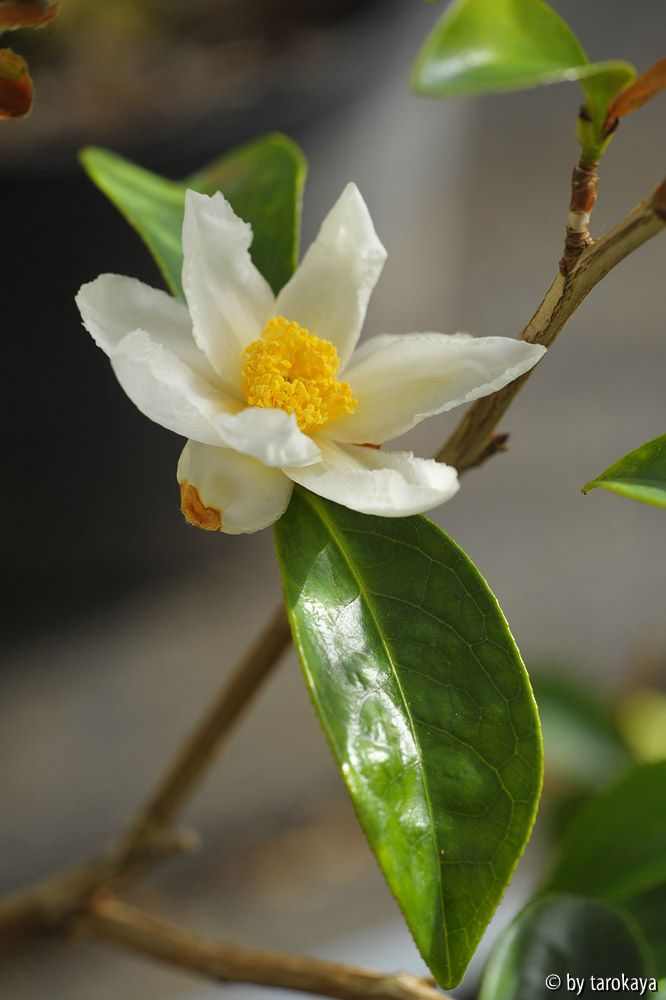 C.crapnelliana dez14
