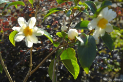 C.crapnelliana2 nov14