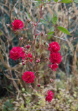 Rose-ClimbingAlberich_14-3.jpg
