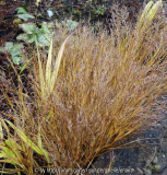 Hakonechloa_macra-Aureola_14-1.jpg