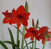 Hippeastrum Multiflora2.jpg