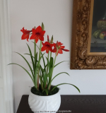 Hippeastrum Multiflora1.jpg