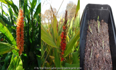 Hedychium densiflorum Compilation