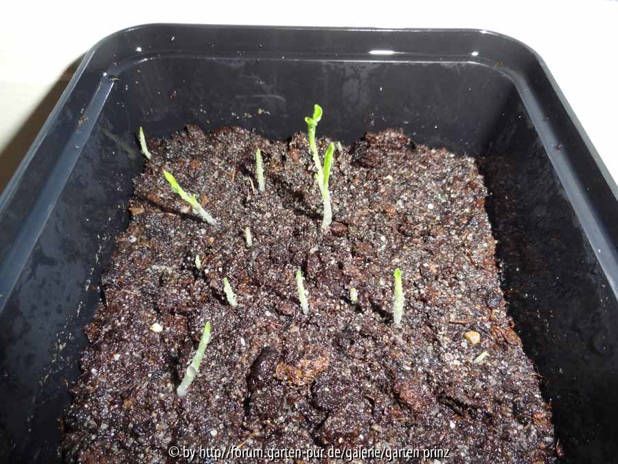 Hedychium densiflorum Germination December 2014
