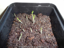 Hedychium densiflorum Germination Decemb