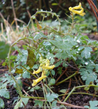 Corydalis-CanaryFeathers_14-1.jpg