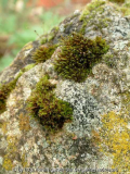 Moosfelsen2_Oktober2014