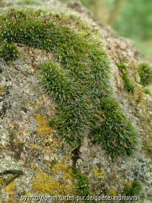 Moosfelsen1_Oktober2014