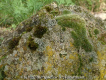 Moosfelsen0_Oktober2014