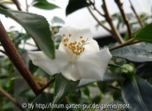 Nokoensis dez14.jpg