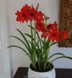 Hippeastrum Multiflora3.jpg