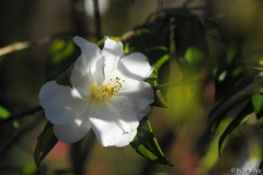 imura