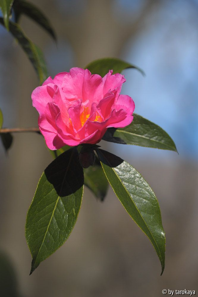 shanghai lady blüte2