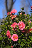 r.h.wheeler blüten