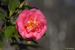 r.h.wheeler blüte