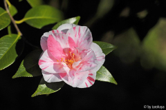 paul jones supreme blüte