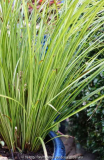 Carex_14-1.jpg