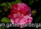 Versicolor - Rosa Mundi