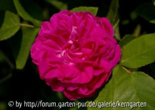 Rose de Resht